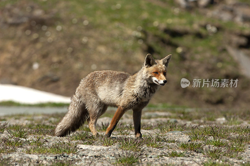 红狐狸（Vupes vulpes）